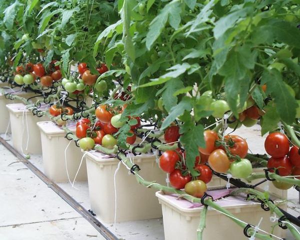  Os tomates devem ser colhidos enquanto amadurecem.