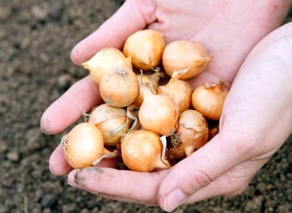  Para la siembra de primavera, el tamaño ideal es de 14-21 mm.