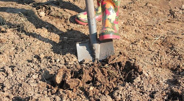  Para la prevención de enfermedades, el terreno debe ser desenterrado en la bayoneta espada.
