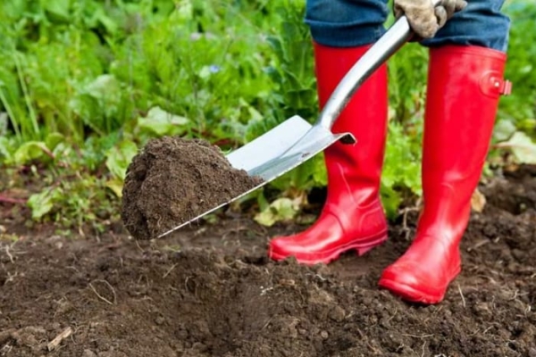  Din toamnă, trebuie să eliminați terenul de la buruieni și plantele de anul trecut și să îl fertilizați cu materie organică.