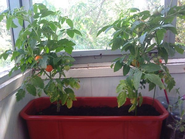  pote de tomate