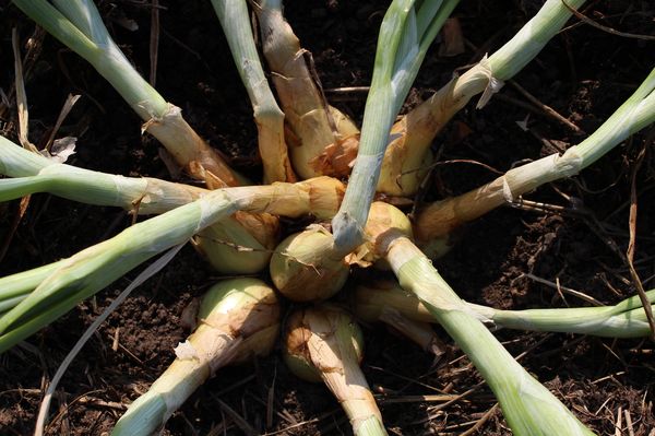  6-12 new ones are formed from one Aristocratic variety bulb