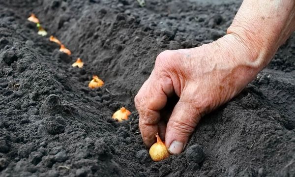  Belt planting onions