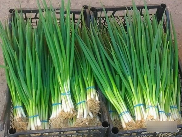  The size of onion feathers is 24-42 cm.