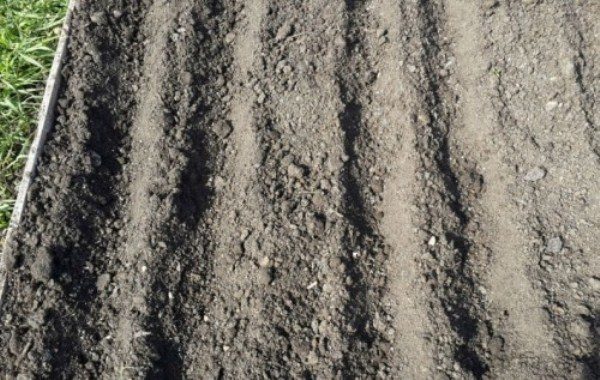  Letto per piantare cipolle chernushki