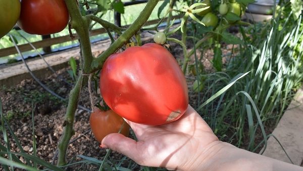  Para um bom crescimento e a formação da fruta requer alimentação regular e rega adequada.