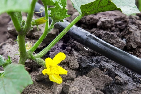  Watering is needed under the root, feeding needs regular