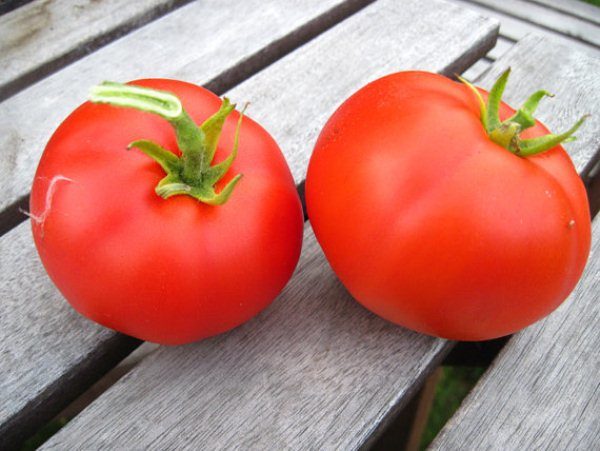  Variedade madura precoce de tomate Moskvich