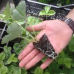  Seedlings in cassettes