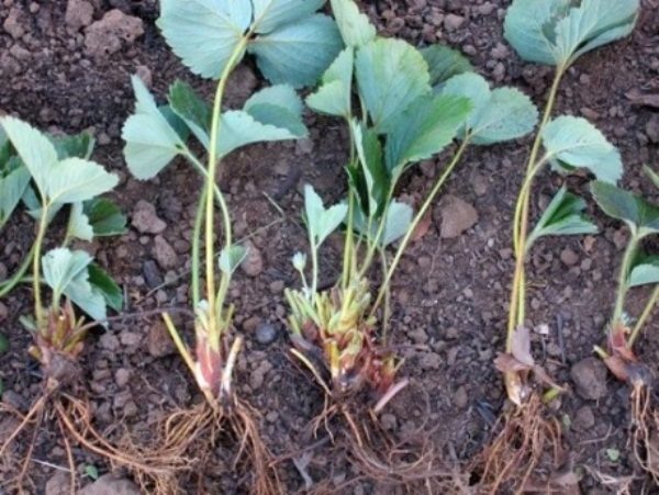  Strawberry seedling with open root system