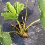  Planting strawberries on covering material