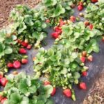  Strawberries under black covering material