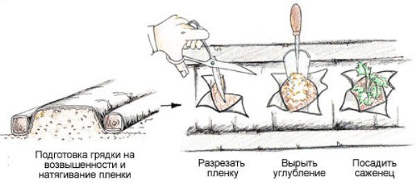  The process of planting strawberries on covering material