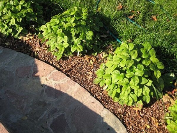  Planting strawberries in the nest