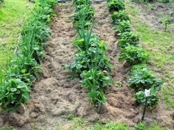  Planting strawberries in rows
