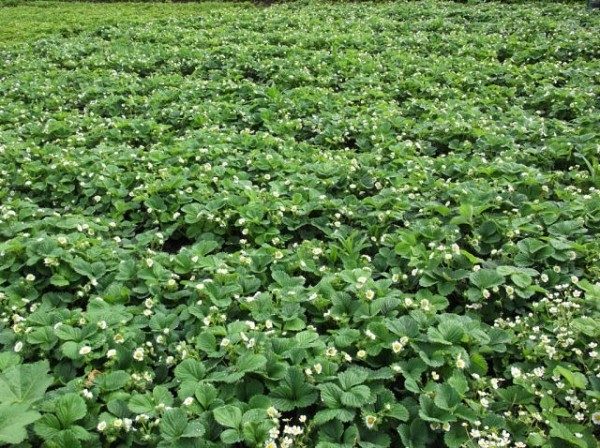  Carpet planting strawberries