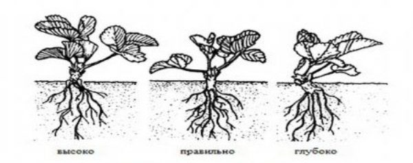  Scheme of proper planting strawberries