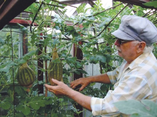  Caring for watermelons in the greenhouse