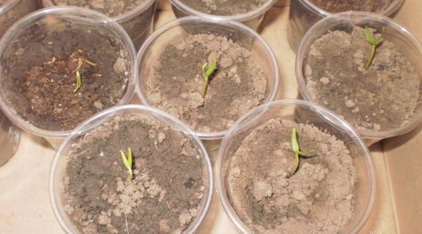  The first shoots of pepper Claudio