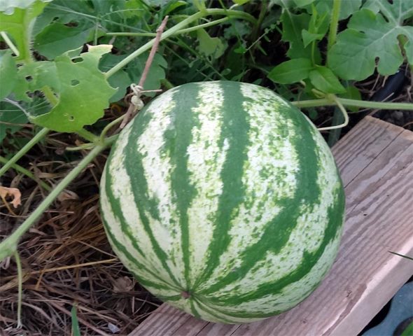  Watermelon close up