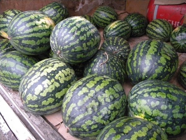Watermelon Chill is able to withstand low temperatures and stored until frost