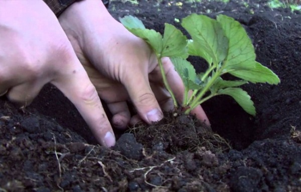 Planting strawberries in the open ground in spring