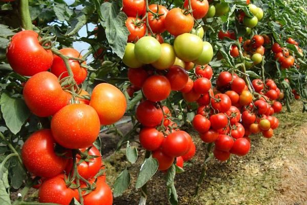  Variedade híbrida de tomate Blagovest F1