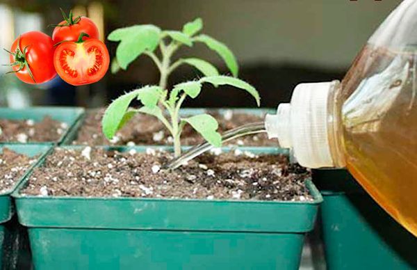  Pela primeira vez, mudas de tomate são alimentadas com iodo após o aparecimento do segundo par de folhas.