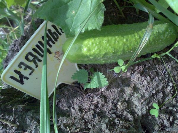  Grade cucumber