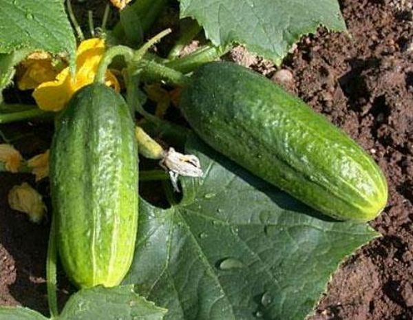  The length of the fruits of the Graceful about 13 cm, weight up to 120 grams