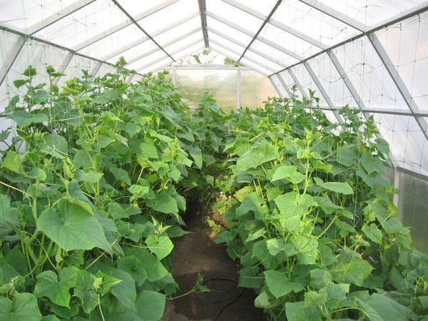  Grade Exquisite rather difficult to grow in a greenhouse
