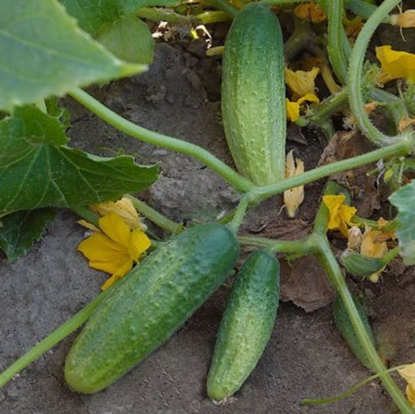  Grade cucumbers are harvested as they mature.