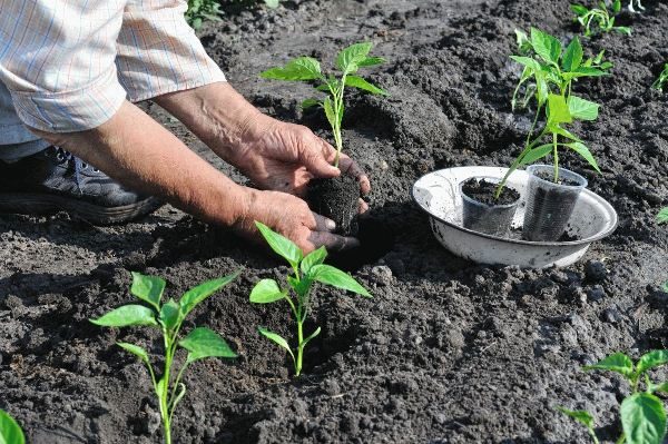  Plantar mudas de pimenta em terreno aberto
