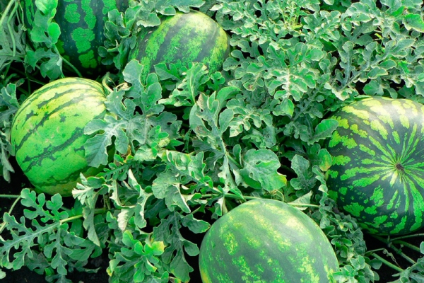  Scientists tend to classify watermelon as pumpkin or classify it as a false berry.