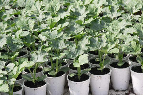 Watermelon seedlings in containers