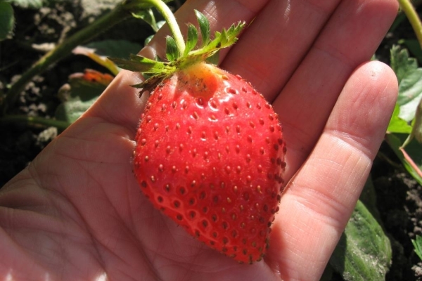  Alan variety strawberries: description and characteristics, planting and care