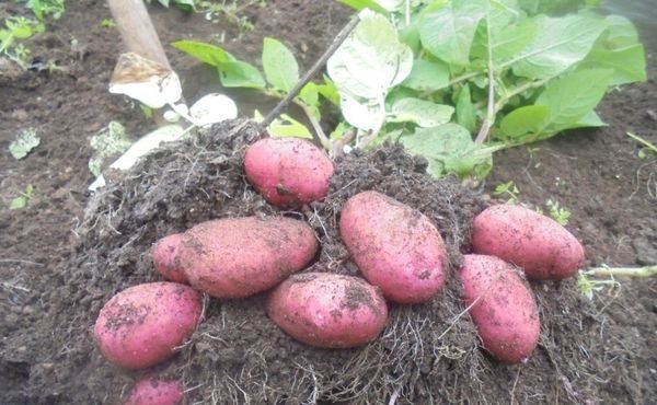  tuberi