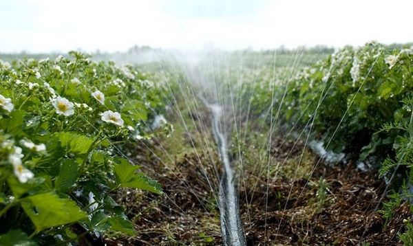  If there is no rain - strawberries will have to be watered regularly