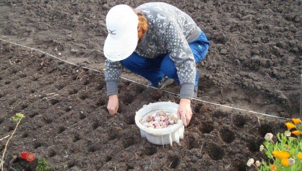  Garlic business can start with a small suburban area