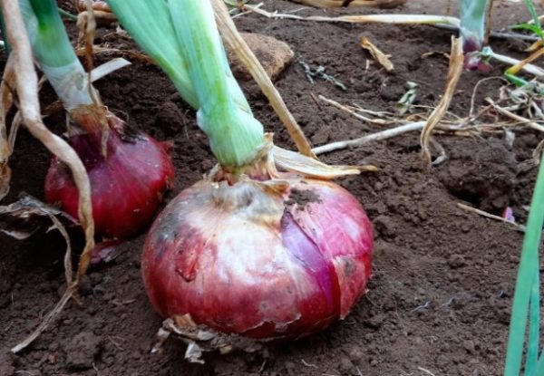  Cebolla bulbo variedades barón rojo