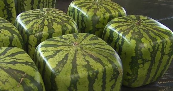  Square watermelons