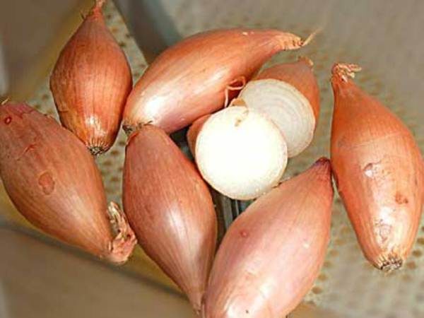  Shallot bow in cut