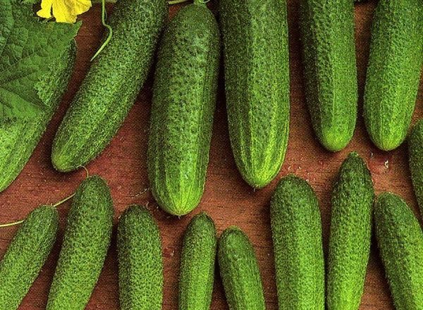 Cultivat soi Libelle F1
