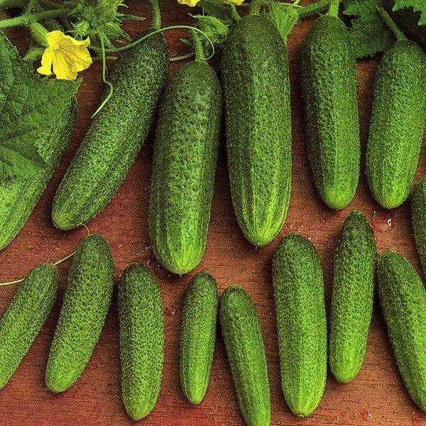  Cultivated variety Libelle F1