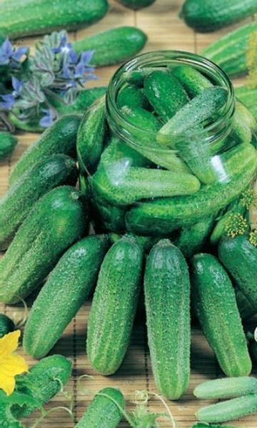  The Libelle F1 variety is ideal for canning.