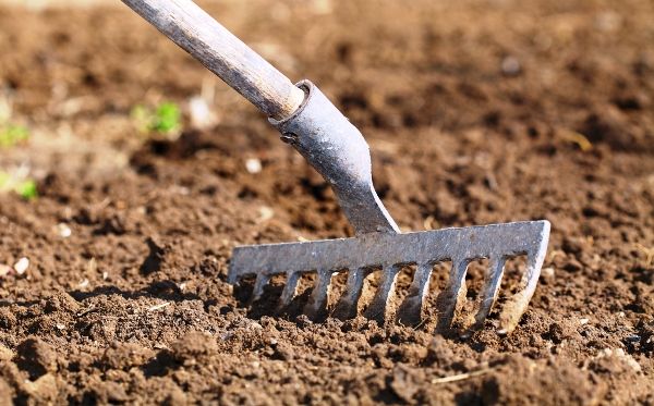  After harvesting the soil need to dig and level the rake.