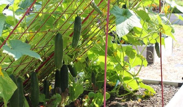 With the vertical cultivation of cucumbers, Libela needs tying