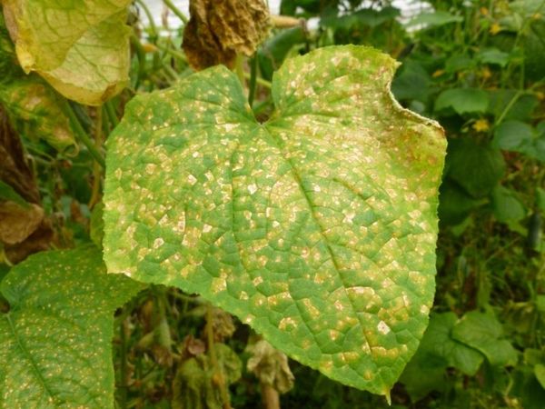  To prevent the development of diseases need to remove affected cucumbers