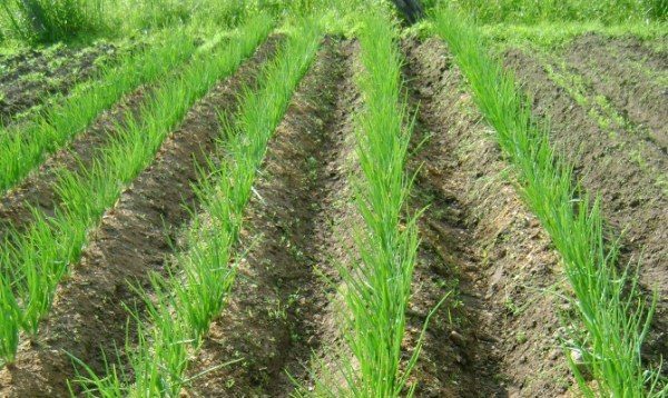  Family onions grow well on light crumbly soils with a uniform structure.