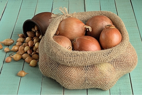  Onions Hercules: description and characteristics of the variety, planting and care